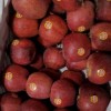 سیب قرمز و سیب سفید درجه یک
