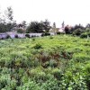 فروش_زمین١٥٠٠متری نوشهرمنطقه  سیسنگان