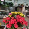 فروشگاه تخصصی گل و گیاه
