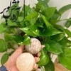 گوی ماساژ نمک آذرخش کویر
