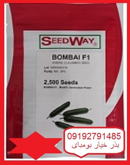 قیمت بذر خیار بومبای اف یک