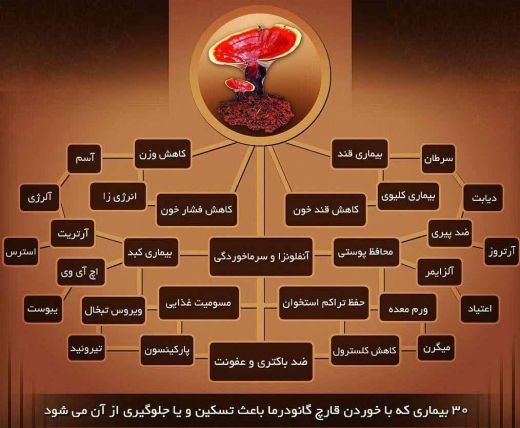 قارچ و قهوه گانودرما
