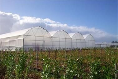 تولید نایلون کشاورزی نایلون عریض گلخانه ای UV دار