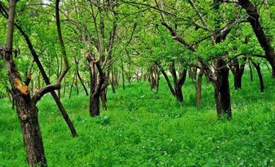1000 متر باغ با جواز ساخت در شهریار