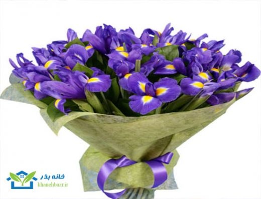 بذر بونسای و گل زینتی و سبزی و صیفی جات کمیاب