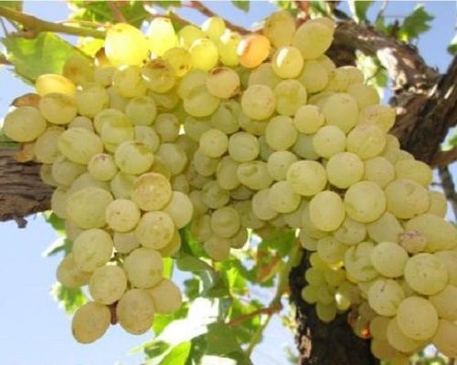 تولید و فروش بهترین انواع نهال میوه و نهال زینتی