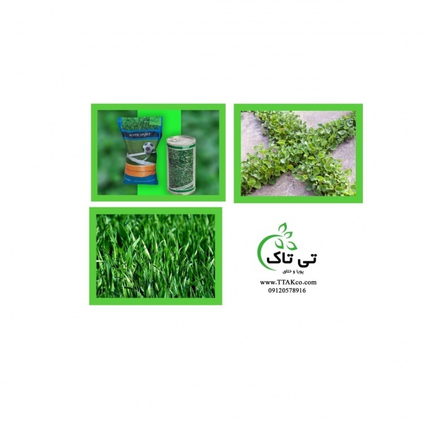 بذر چمن|بذر شبدر|فروش انواع بذر چمن09190107631