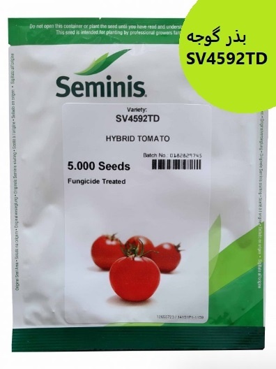 رررفروش بذر گوجه SV4592TD سمینیس ، بذر گوجه درجه 1