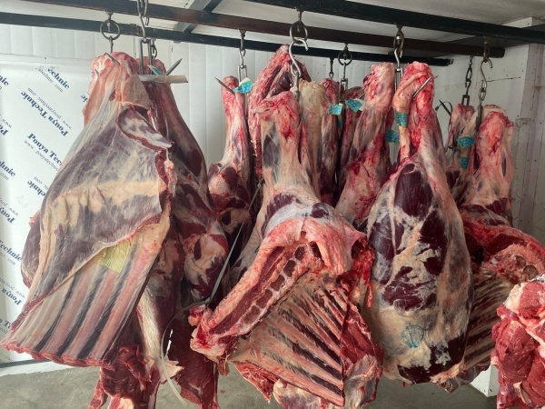 گوشت گوساله،گوسفندی کشتار روز