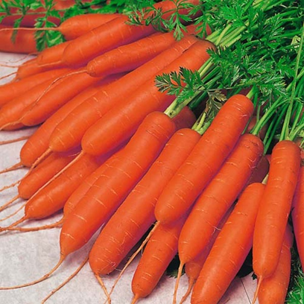 قیمت بذر هویج الیت سیدز