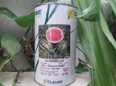 فروش بذر هندوانه کلوز